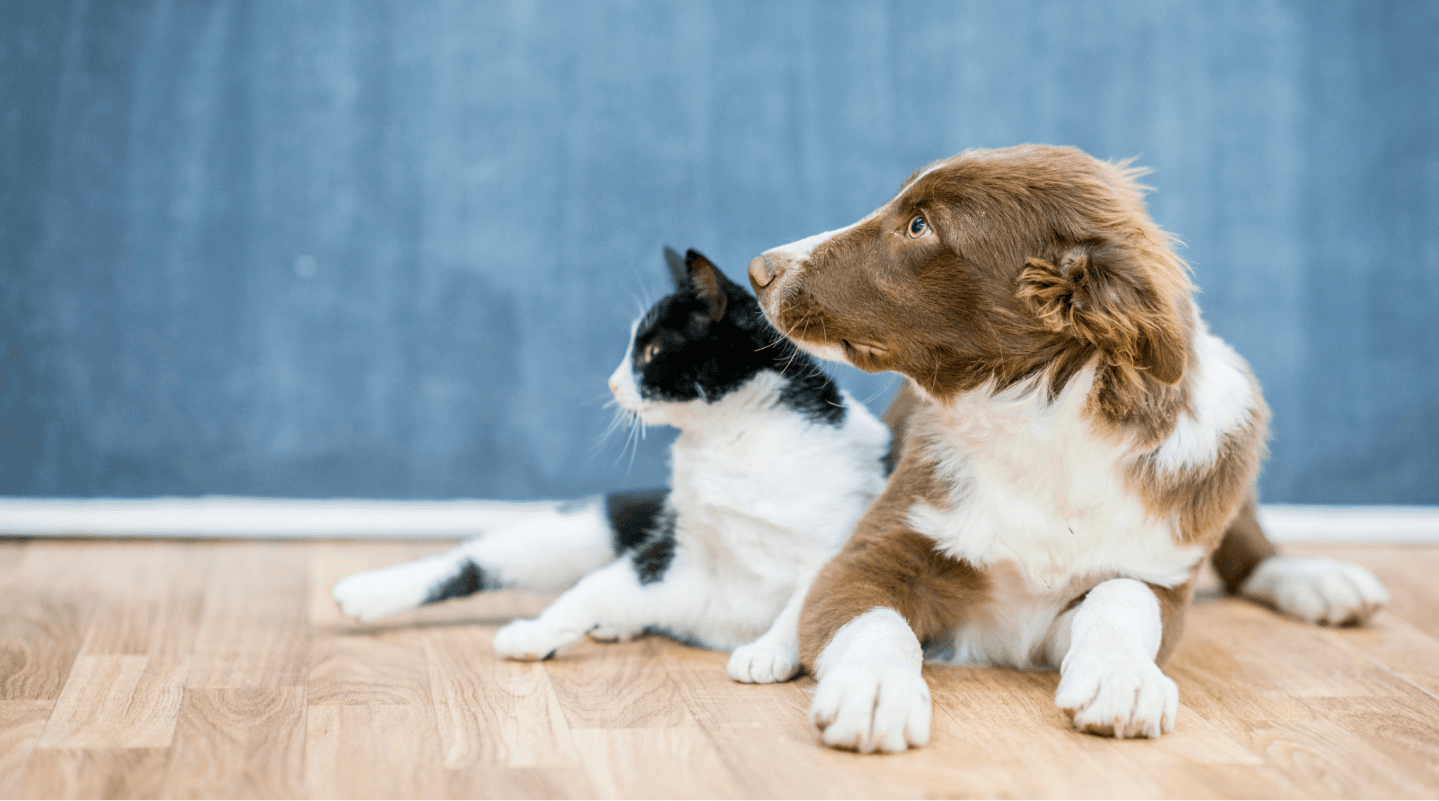 Revolutionising early diagnosis in animals.
